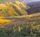 Carrizo Plain wildflowers