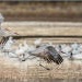 Winter in Bosque del Apache