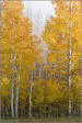 Fall colors of the eastern sierra