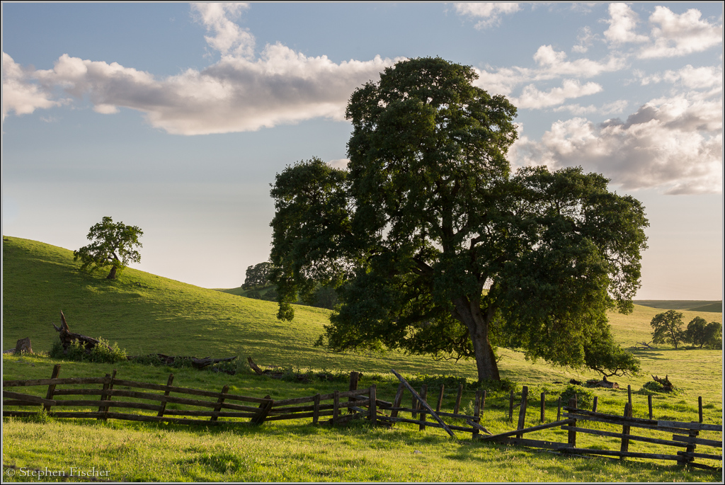 Oak ranch