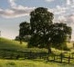 Oak Ranch