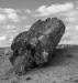 Petrified forest