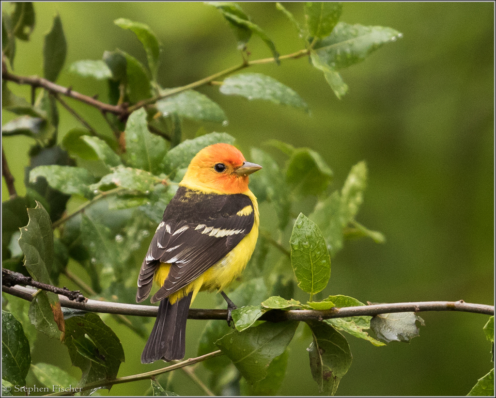 Western Tanager
