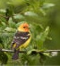 Western Tanager