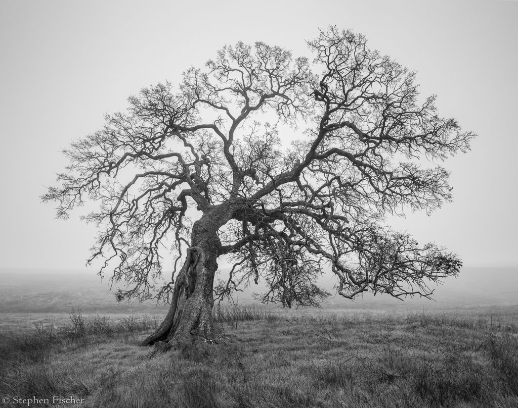 Oak tree in the mist