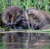 Beaver on Lake Natoma