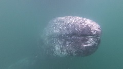 Gray whales of Guerrero Negro