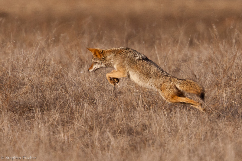 Coyote hunt