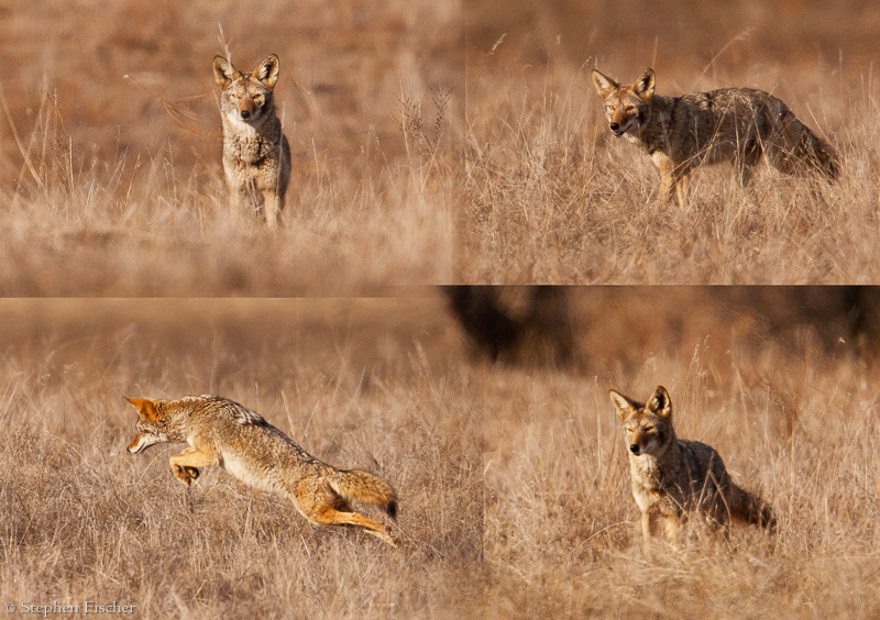 Life as a coyote