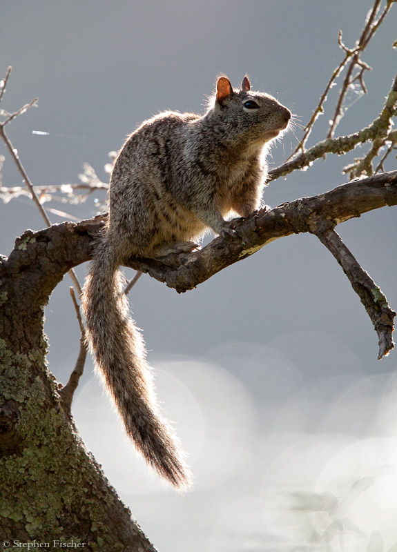 Backlit tree squirrel