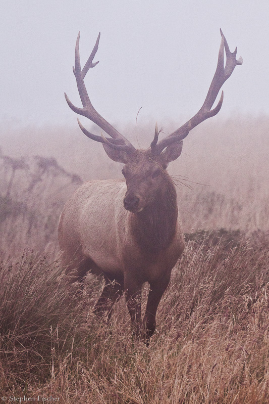 Elk in the fog