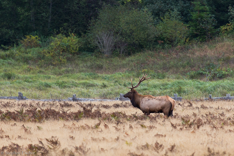Morning elk