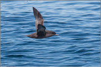 sooty shearwater