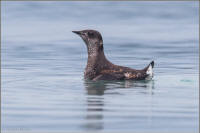 marbled murrelet