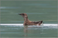 marbled murrelet