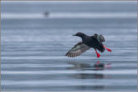 pigeon guillemot