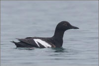 pigeon guillemot