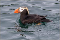 tufted puffin