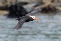 tufted puffin