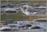 Sandpipers