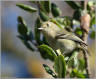 Shrikes & Vireos