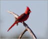 Tanagers & Cardinals