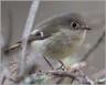 Kinglets & Gnatcatchers