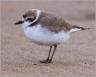 Plovers & Avocets