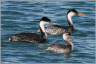 Grebes