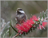 Chestnut-backed Chickadee