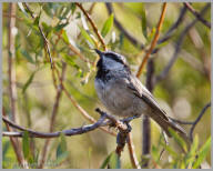 Mountain Chickadee