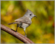 Oak Titmouse