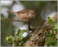 Oak Titmouse