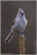 Oak titmouse