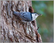 White-breasted Nuthatch