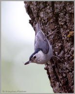 White-breasted Nuthatch