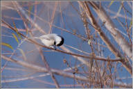 black-capped chickadee