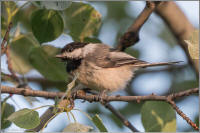 black-capped chickadee