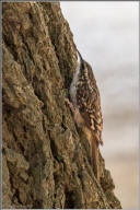 Brown creeper