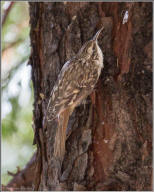 Brown creeper
