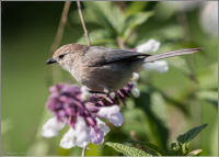 bushtit