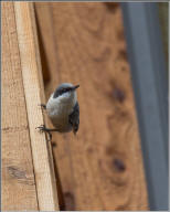 Pygmy nuthatch