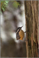 Red-breasted nuthatch