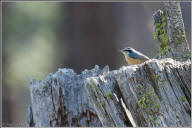 red-breasted nuthatch