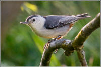 white-breasted nuthatch