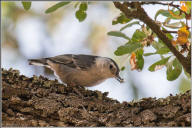 White-breasted nuthatch