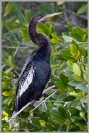 Anhinga