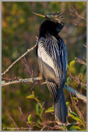 Anhinga