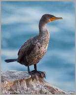 Double-crested Cormorant