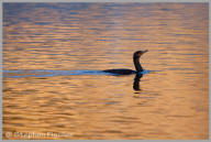 Double-crested Cormorant